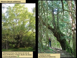 Bidueiro (Betula celtibérica)
-Bidueiral de Xares. No interior do Coto de
Xares (A Morteira, A Veiga) -20,20 m de altura
e 5,10 m de perímetro. (P)
-Teixidal de Casaio
(Carballeda de Valdeorras).
 