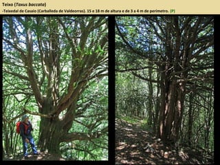 Teixo (Taxus baccata)
-Teixedal de Casaio (Carballeda de Valdeorras). 15 e 18 m de altura e de 3 a 4 m de perímetro. (P)
 