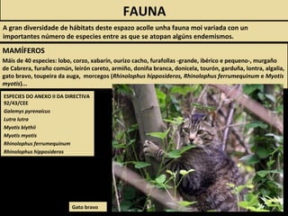 Gato bravo
FAUNA
A gran diversidade de hábitats deste espazo acolle unha fauna moi variada con un
importantes número de especies entre as que se atopan algúns endemismos.
ESPECIES DO ANEXO II DA DIRECTIVA
92/43/CEE
Galemys pyrenaicus
Lutra lutra
Myotis blythii
Myotis myotis
Rhinolophus ferrumequinum
Rhinolophus hipposideros
MAMÍFEROS
Máis de 40 especies: lobo, corzo, xabarín, ourizo cacho, furafollas -grande, ibérico e pequeno-, murgaño
de Cabrera, furaño común, leirón careto, armiño, doniña branca, donicela, tourón, garduña, lontra, algalia,
gato bravo, toupeira da auga, morcegos (Rhinolophus hipposideros, Rhinolophus ferrumequinum e Myotis
myotis)...
 
