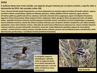AVES
A avifauna desta área é moi variada, con especies de gran interese por ser pouco comúns, o que lle valeu a
declaración de ZEPA. Hai censadas unhas 140.
Crían: charrela (Perdix perdix hispaniensis), as únicas poboacións de azulenta alpina de Galiza (Prunella collaris), papuxa
tomiñeira (Sylvia conspicillata), abellaruco (Merops apiaster), miñato abelleiro (Pernis apivorus), aguia cobreira
(Circaetus gallicus), gatafornela (Circus cyaneus), tartaraña cincenta (Circus pygargus), aguia real (Aquila chrysaetos),
lagarteiro (Falco tinnunculus), falcón pequeno (Falco subbuteo), falcón peregrino (Falco peregrinus)), bufo real (Bubo
bubo), paspallás (Coturnix coturnix), pombo pequeno (Columba oenas), avenoiteira cincenta (Caprimulgus europaeus),
laverca (Alauda arvensis), cotovía das árbores (Lullula arborea), pica campestre (Anthus campestris), pica alpina (Anthus
spinoletta), merlo rieiro (Cinclus cinclus), rabirrubio de testa branca (Phoenicurus phoenicurus), chasco norteño (Saxicola
rubetra), pedreiro cincento (Oenanthe oenanthe), merlo das rochas (Monticola saxatilis), papuxa do mato (Sylvia
undata) , ouriolo (Oriolus oriolus), picanzo vermello (Lanius collurio), picanzo real meridional (Lanius meridionalis), choia
(Pyrrhocorax pyrrhocorax), e escribenta hortelá (Emberiza hortulana).
Polo de perdiz
O mergullón pequeno
(Tachybaptus ruficollis)
aniña na Lagoa de Ocelo,
xa no límite altitudinal da
especie polo que a súa cría
pode considerarse como
excepcional.
 