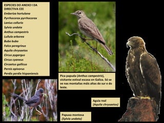 ESPECIES DO ANEXO I DA
DIRECTIVA CEE
Emberiza hortulana
Pyrrhocorax pyrrhocorax
Lanius collurio
Sylvia undata
Anthus campestris
Lullula arborea
Bubo bubo
Falco peregrinus
Aquila chrysaetos
Circus pygargus
Circus cyaneus
Circaetus gallicus
Pernis apivorus
Perdix perdix hispaniensis
Aguia real
(Aquila chrysaetos)
Pica papuda (Anthus campestris),
visitante estival escasa en Galiza. Só se
ve nas montañas máis altas do sur e do
leste.
Papuxa montesa
(Sylvia undata)
 