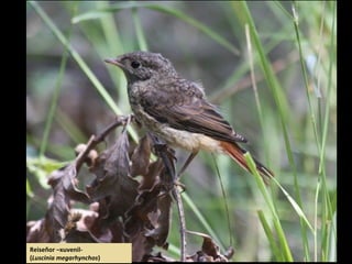 Reiseñor –xuvenil-
(Luscinia megarhynchos)
 
