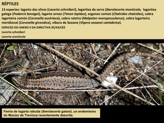 RÉPTILES
13 especies: lagarto das silvas (Lacerta schreiberi), lagartixa da serra (Iberolacerta monticola, lagartixa
galega (Podarcis bocagei), lagarto arnao (Timon lepidus), esgonzo común (Chalcides chalcides), cobra
lagarteira común (Coronella austriaca), cobra rateira (Malpolon monspessulanus), cobra lagarteira
meridional (Coronella girondica), víbora de Seoane (Vipera seoanei cantabrica).
ESPECIES DO ANEXO II DA DIRECTIVA 92/43/CEE
Lacerta schreiberi
Lacerta monticola
Femia de lagarta rabuda (Iberolacerta galani), un endemismo
do Macizo de Trevinca recentemente descrita.
 