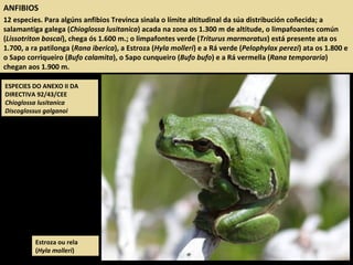 ANFIBIOS
12 especies. Para algúns anfibios Trevinca sinala o límite altitudinal da súa distribución coñecida; a
salamantiga galega (Chioglossa lusitanica) acada na zona os 1.300 m de altitude, o limpafoantes común
(Lissotriton boscai), chega ós 1.600 m.; o limpafontes verde (Triturus marmoratus) está presente ata os
1.700, a ra patilonga (Rana iberica), a Estroza (Hyla molleri) e a Rá verde (Pelophylax perezi) ata os 1.800 e
o Sapo corriqueiro (Bufo calamita), o Sapo cunqueiro (Bufo bufo) e a Rá vermella (Rana temporaria)
chegan aos 1.900 m.
Estroza ou rela
(Hyla molleri)
ESPECIES DO ANEXO II DA
DIRECTIVA 92/43/CEE
Chioglossa lusitanica
Discoglossus galganoi
 