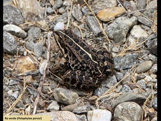 Estroza (Hyla arbórea)
Ra verde (Pelophylax perezi)
 