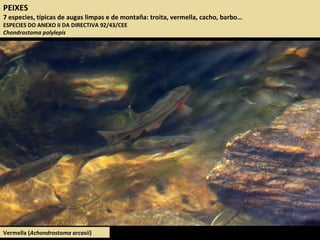 PEIXES
7 especies, típicas de augas limpas e de montaña: troita, vermella, cacho, barbo…
ESPECIES DO ANEXO II DA DIRECTIVA 92/43/CEE
Chondrostoma polylepis
Vermella (Achondrostoma arcasii)
 
