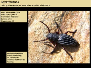 INVERTEBRADOS
Unha gran variedade, en especial escaravellos e bolboretas.
Iberocardion seoanei,
subsp. kricheldorffi,
un cerambícido
endémico do Macizo de
Trevinca.
ESPECIES DO ANEXO II DA
DIRECTIVA 92/43/CEE
Geomalacus maculosus
Lucanus cervus
Oxygastra curtisii
 