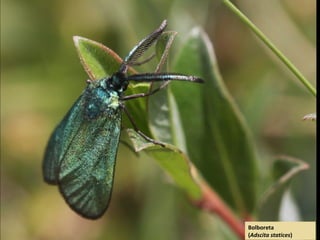 Bolboreta
(Adscita statices)
 