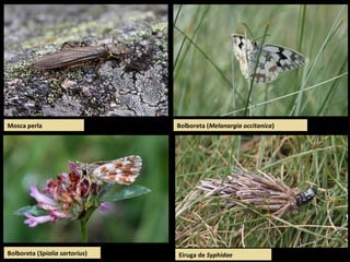 Eiruga de Syphidae
Bolboreta (Melanargia occitanica)Mosca perla
Bolboreta (Spialia sartorius)
 