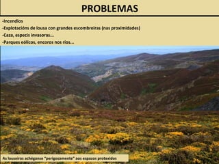 As louseiras achéganse “perigosamente” aos espazos protexidos
PROBLEMAS
-Incendios
-Explotacións de lousa con grandes escombreiras (nas proximidades)
-Caza, especis invasoras...
-Parques eólicos, encoros nos ríos...
 