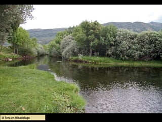O Tera en Ribadelago
 