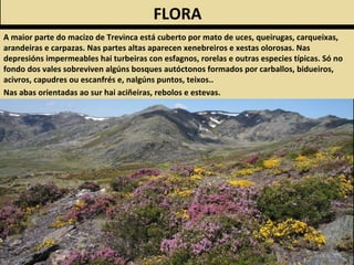 FLORA
A maior parte do macizo de Trevinca está cuberto por mato de uces, queirugas, carqueixas,
arandeiras e carpazas. Nas partes altas aparecen xenebreiros e xestas olorosas. Nas
depresións impermeables hai turbeiras con esfagnos, rorelas e outras especies típicas. Só no
fondo dos vales sobreviven algúns bosques autóctonos formados por carballos, bidueiros,
acivros, capudres ou escanfrés e, nalgúns puntos, teixos..
Nas abas orientadas ao sur hai aciñeiras, rebolos e estevas.
 