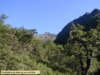 Carballeira nas abas da serra do Eixe
 