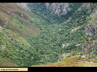 Fraga de Foio Castaño
 