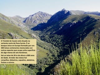 O Teixidal de Casaio está situado na
vertente norte de Pena Survia. É un
bosque único en Europa formado por uns
300 teixos centenarios mesturados con
outras especies que ocupa unha superficie
de algo menos de seis hectáreas.
Hai un teixo de 20 m de altura e 800 anos
de idade. Arredor dos teixos hai
cerquiños, bidueiros, capudres, abeleiras,
freixos e acivros.
 