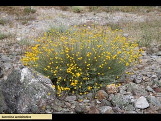 Santolina semidentata
 