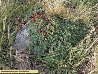 Thymelaea coridifolia dendrobryum
 