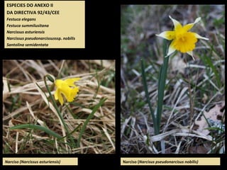 ESPECIES DO ANEXO II
DA DIRECTIVA 92/43/CEE
Festuca elegans
Festuca summilusitana
Narcissus asturiensis
Narcissus pseudonarcissusssp. nobilis
Santolina semidentata
Narciso (Narcissus asturiensis) Narciso (Narcisus pseudonarcisus nobilis)
 