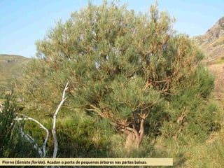 Piorno (Genista florida). Acadan o porte de pequenas árbores nas partes baixas.
 
