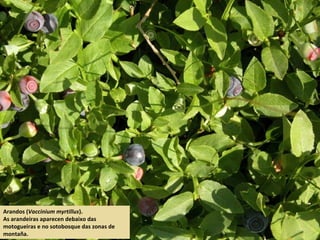 Arandos (Vaccinium myrtillus).
As arandeiras aparecen debaixo das
motogueiras e no sotobosque das zonas de
montaña.
 