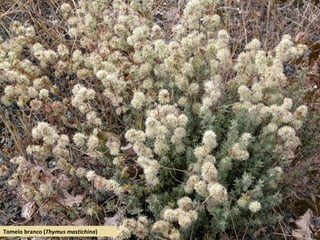 Tomelo branco (Thymus mastichina)
 
