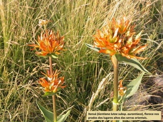Xensá (Gentiana lutea subsp. aurantiaca), florece nos
prados dos lugares altos das serras orientais.
 