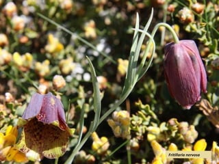 Fritillaria nervosa
 