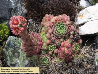 Sempreviva (Semprevivum vicentei).
Só se atopa as maiores alturas de Galiza.
 