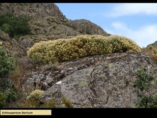 Echinospartum ibericum
 