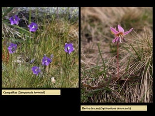 Campaíñas (Campanula herminii)
Dente de can (Erythronium dens-canis)
 