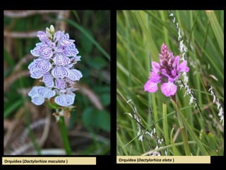 Orquídea (Dactylorhiza elata )Orquídea (Dactylorhiza maculata )
 