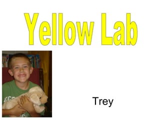 Yellow Lab Trey 