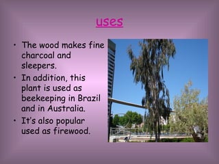 uses The wood makes fine charcoal and sleepers. In addition, this plant is used as beekeeping in Brazil and in Australia. It’s also popular used as firewood. 