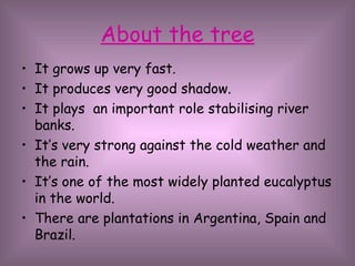 About the tree It grows up very fast. It produces very good shadow. It plays  an important role stabilising river banks. It’s very strong against the cold weather and the rain. It’s one of the most widely planted eucalyptus in the world. There are plantations in Argentina, Spain and Brazil. 