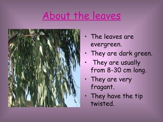 About the leaves The leaves are evergreen. They are dark green. They are usually from 8-30 cm long. They are very fragant. They have the tip twisted. 