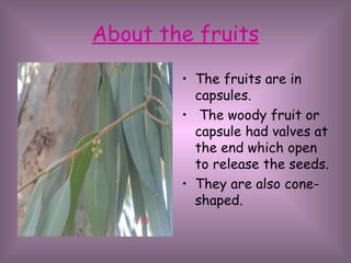 About the fruits The fruits are in capsules. The woody fruit or capsule had valves at the end which open to release the seeds. They are also cone-shaped. 