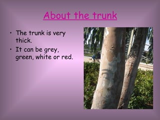 About the trunk The trunk is very thick. It can be grey, green, white or red. 