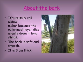 About the bark It’s ususally call widow maker,because the outermost layer dies anually down in long strips. The bark is soft and smooth. It is 3 cm thick. 