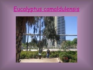 Eucalyptus camaldulensis 