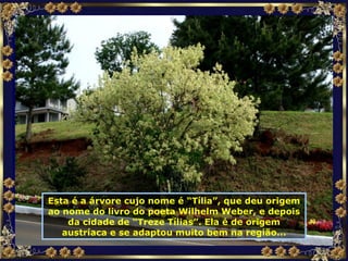 Esta é a árvore cujo nome é “Tília”, que deu origem ao nome do livro do poeta Wilhelm Weber, e depois da cidade de “Treze Tílias”. Ela é de origem austríaca e se adaptou muito bem na região... 