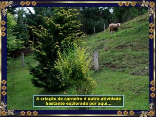 A criação de carneiro é outra atividade bastante explorada por aqui... 