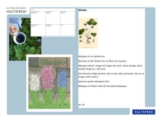 Blåsippa
Blåsippan är en vårblomma.
Blomman är blå. Bladen har tre flikar och är gröna.
Blåsippan växter i skogar och hagar och mest i södra Sverige. Södra
betyder långt ner i vårt land.
Den blommar tidigt på våren. Den är klar redan på hösten. Den är en
knopp under vintern.
Myrorna sprider blåsippans frön.
Blåsippan är fridlyst. Man får inte plocka blåsippan.
Av: 1A
 