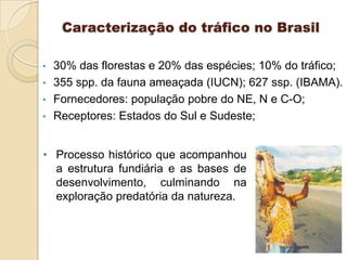 Caracterização do tráfico no Brasil
•
•
•
•

30% das florestas e 20% das espécies; 10% do tráfico;
355 spp. da fauna ameaçada (IUCN); 627 ssp. (IBAMA).
Fornecedores: população pobre do NE, N e C-O;
Receptores: Estados do Sul e Sudeste;

• Processo histórico que acompanhou
a estrutura fundiária e as bases de
desenvolvimento, culminando na
exploração predatória da natureza.

 