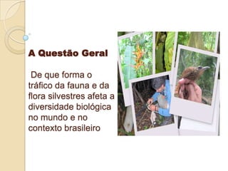 A Questão Geral

De que forma o
tráfico da fauna e da
flora silvestres afeta a
diversidade biológica
no mundo e no
contexto brasileiro

 