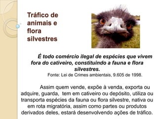 Tráfico de
animais e
flora
silvestres
É todo comércio ilegal de espécies que vivem
fora do cativeiro, constituindo a fauna e flora
silvestres.
Fonte: Lei de Crimes ambientais, 9.605 de 1998.

Assim quem vende, expõe à venda, exporta ou
adquire, guarda, tem em cativeiro ou depósito, utiliza ou
transporta espécies da fauna ou flora silvestre, nativa ou
em rota migratória, assim como partes ou produtos
derivados deles, estará desenvolvendo ações de tráfico.

 