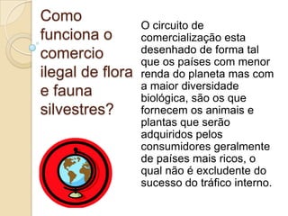 Como
funciona o
comercio
ilegal de flora
e fauna
silvestres?

O circuito de
comercialização esta
desenhado de forma tal
que os países com menor
renda do planeta mas com
a maior diversidade
biológica, são os que
fornecem os animais e
plantas que serão
adquiridos pelos
consumidores geralmente
de países mais ricos, o
qual não é excludente do
sucesso do tráfico interno.

 