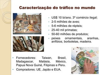 Caracterização do tráfico no mundo
•
•

•
•
•
•

US$ 10 bi/ano. 3º comércio ilegal;
2-5 milhões de aves;
5-6 milhões de répteis;
25-40 mil primatas;
50-60 milhões de produtos;
peixes ornamentais, aranhas,
anfíbios, borboletas, madeira.

• Fornecedores:
Taiwan,
Brasil,
Madagascar,
Malásia,
México,
Papua Nova Guiné, Filipinas e Peru.
• Compradores: UE, Japão e EUA.

 