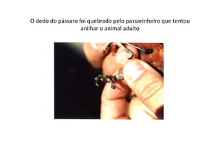 O dedo do pássaro foi quebrado pelo passarinheiro que tentou
                   anilhar o animal adulto
 