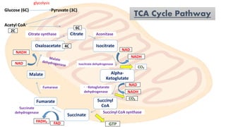 glycolysis
Glucose (6C) Pyruvate (3C)
Acetyl CoA
Citrate
Isocitrate
Alpha-
Ketoglutate
Succinyl
CoA
Succinate
Fumarate
Malate
Oxaloacetate
NAD
NADH
CO₂
NAD
NADH
CO₂
GTP
FADH₂ FAD
NADH
NAD
Citrate synthase Aconitase
Isocitrate dehydrogenase
-Ketoglutarate
dehydrogenase
Succinyl CoA synthase
Succinate
dehydrogenase
Fumarase
6C
2C
4C
TCA Cycle Pathway
 