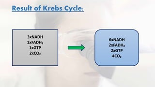 Result of Krebs Cycle:
3xNADH
1xFADH₂
1xGTP
2xCO₂
6xNADH
2xFADH₂
2xGTP
4CO₂
 